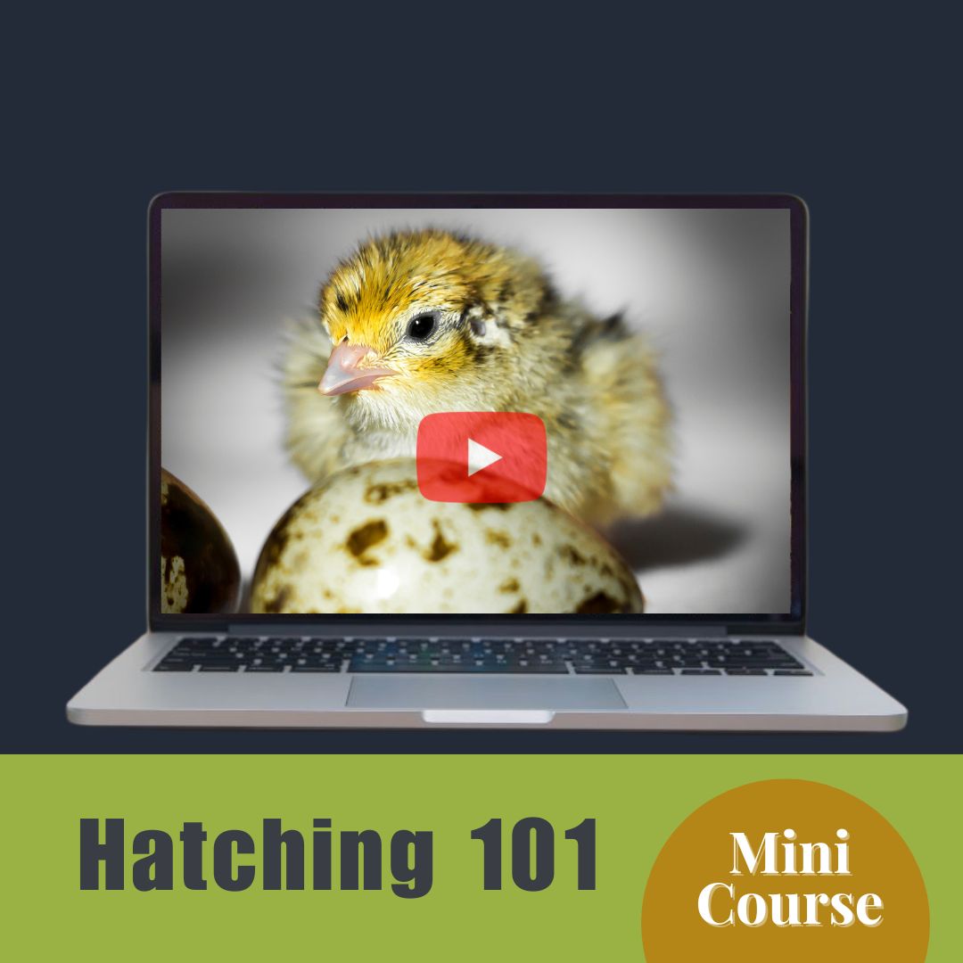 Hatching 101 - Mini Course