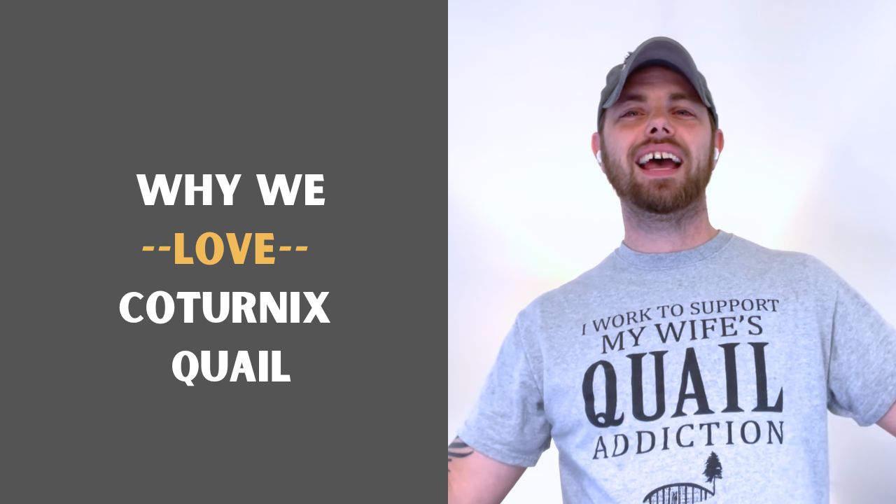 Load video: Zack from Myshire Farm talks about the many benefits of raising Coturnix quail