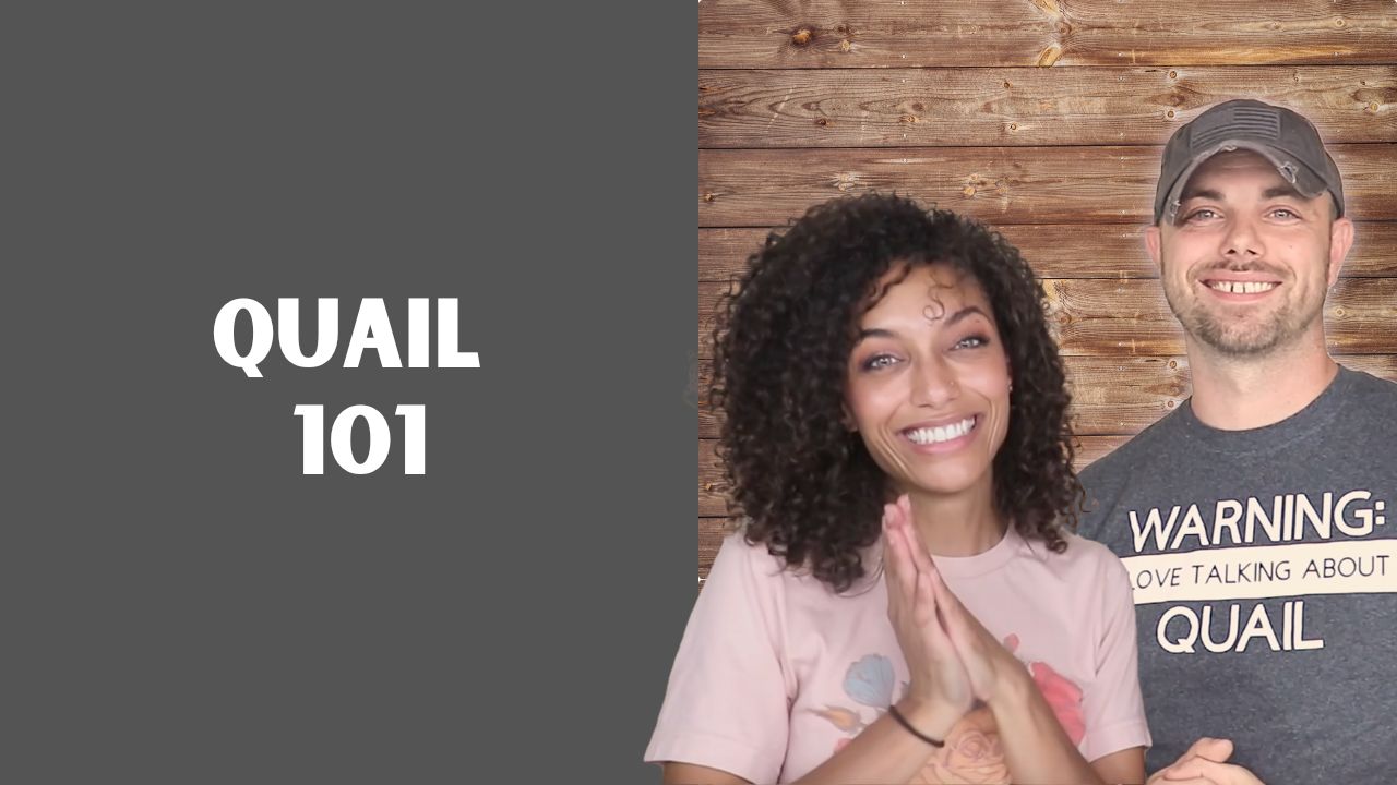 Load video: clips of the online video-based class called Quail 101