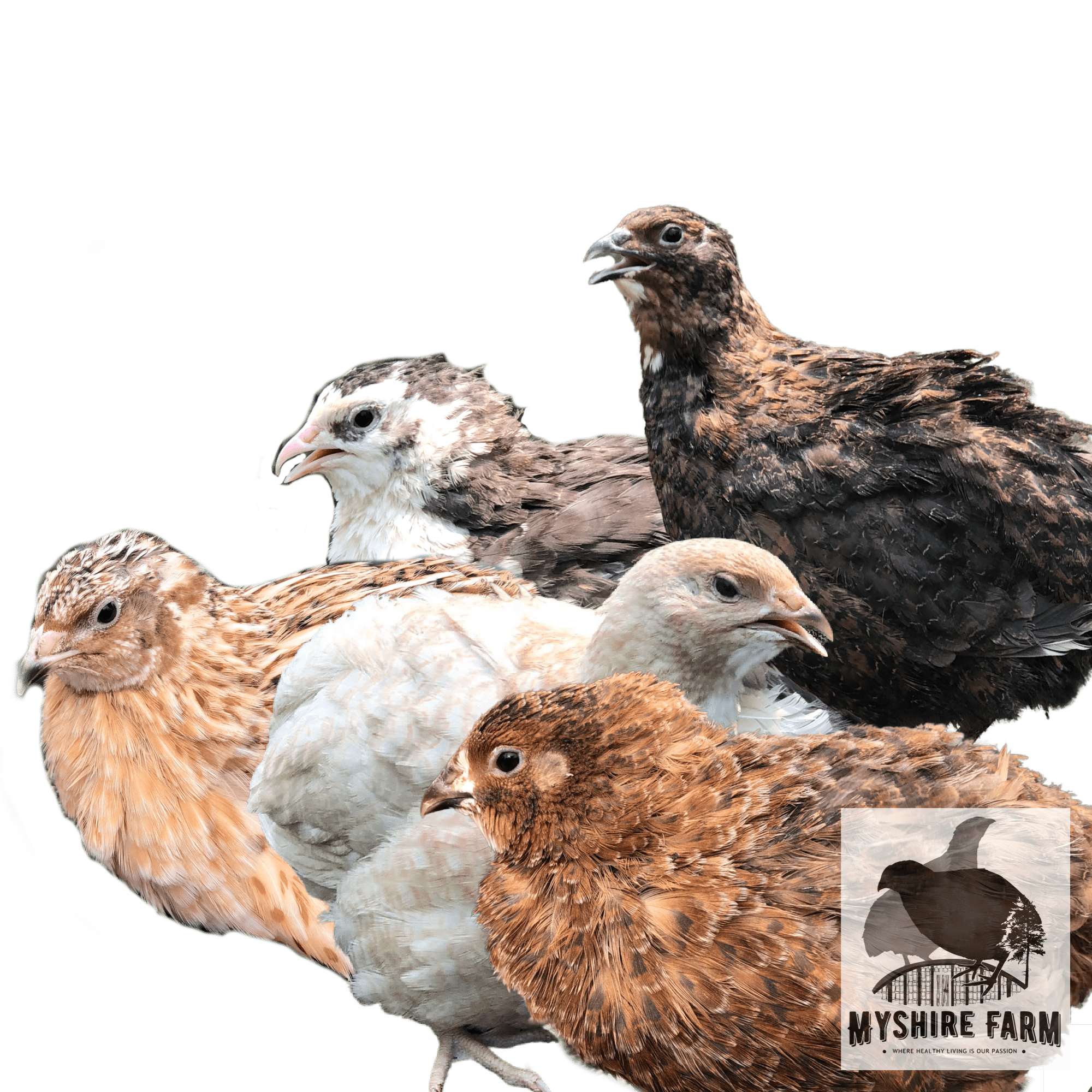 Scarlet/Range Coturnix quail hatching eggs By Myshire Farm 50 Includes Tuxedo! 