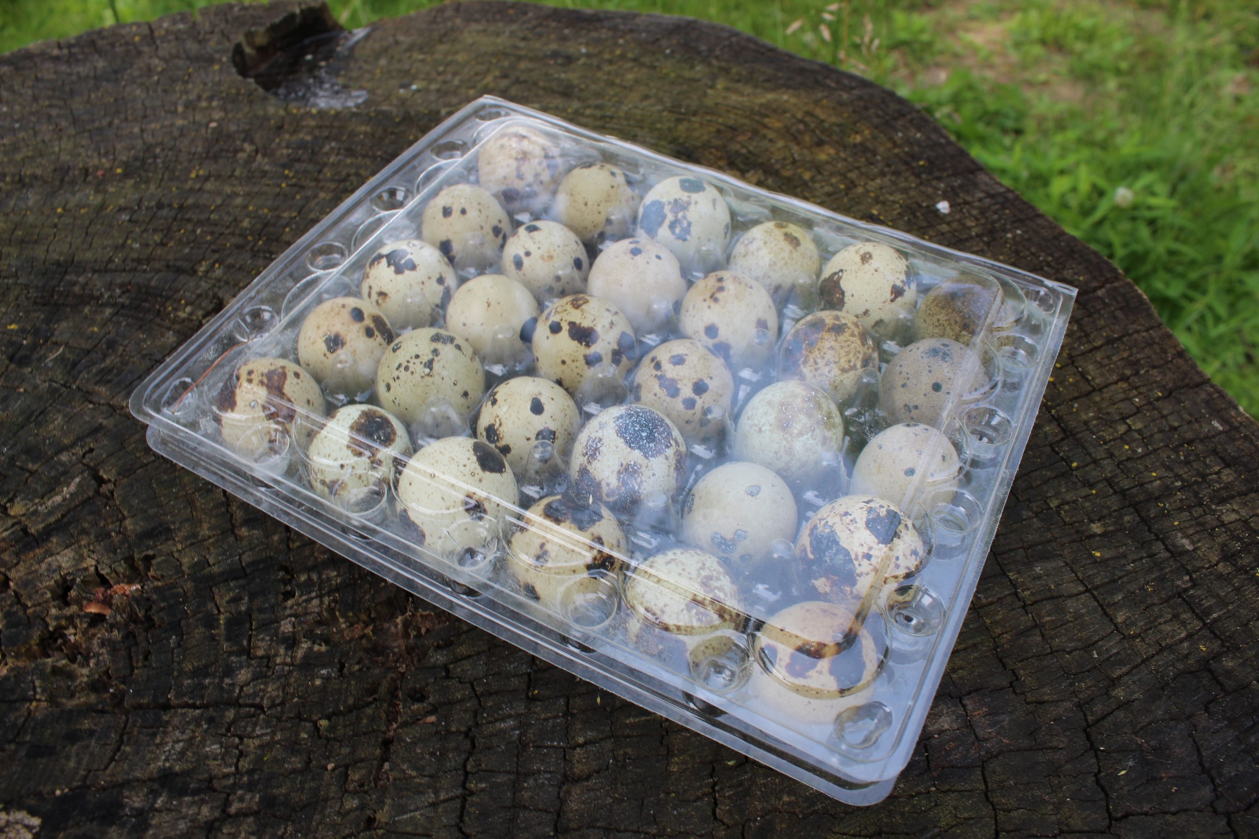 From Myshire Farm 30 Quail Egg Cartons THIS HOLDS JUMBO EGGS 24 Count Plastic 