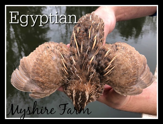 Jumbo Egyptian Coturnix Hatching Eggs Myshire Farm