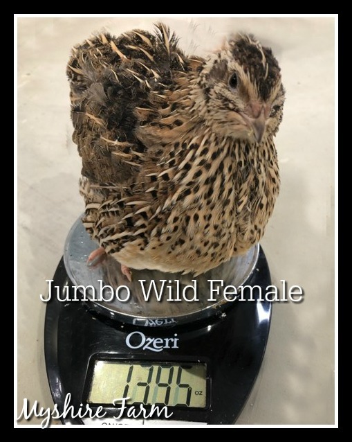 Jumbo Wild Coturnix Hatching Eggs Myshire Farm