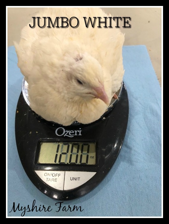 Jumbo White Coturnix Hatching Eggs Myshire Farm