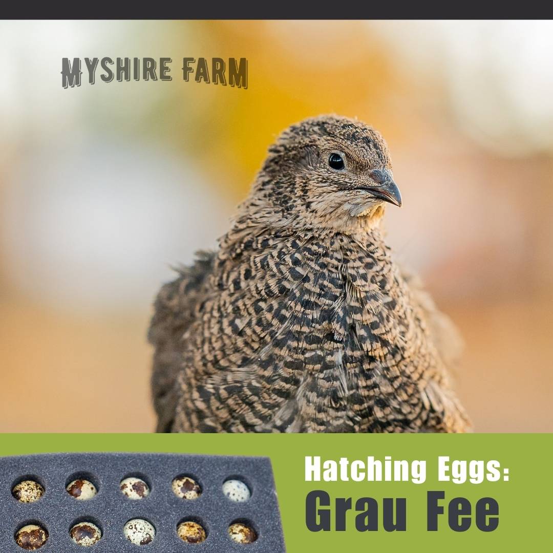 Grau Fee – Coturnix Quail Hatching Eggs – Myshire Farm