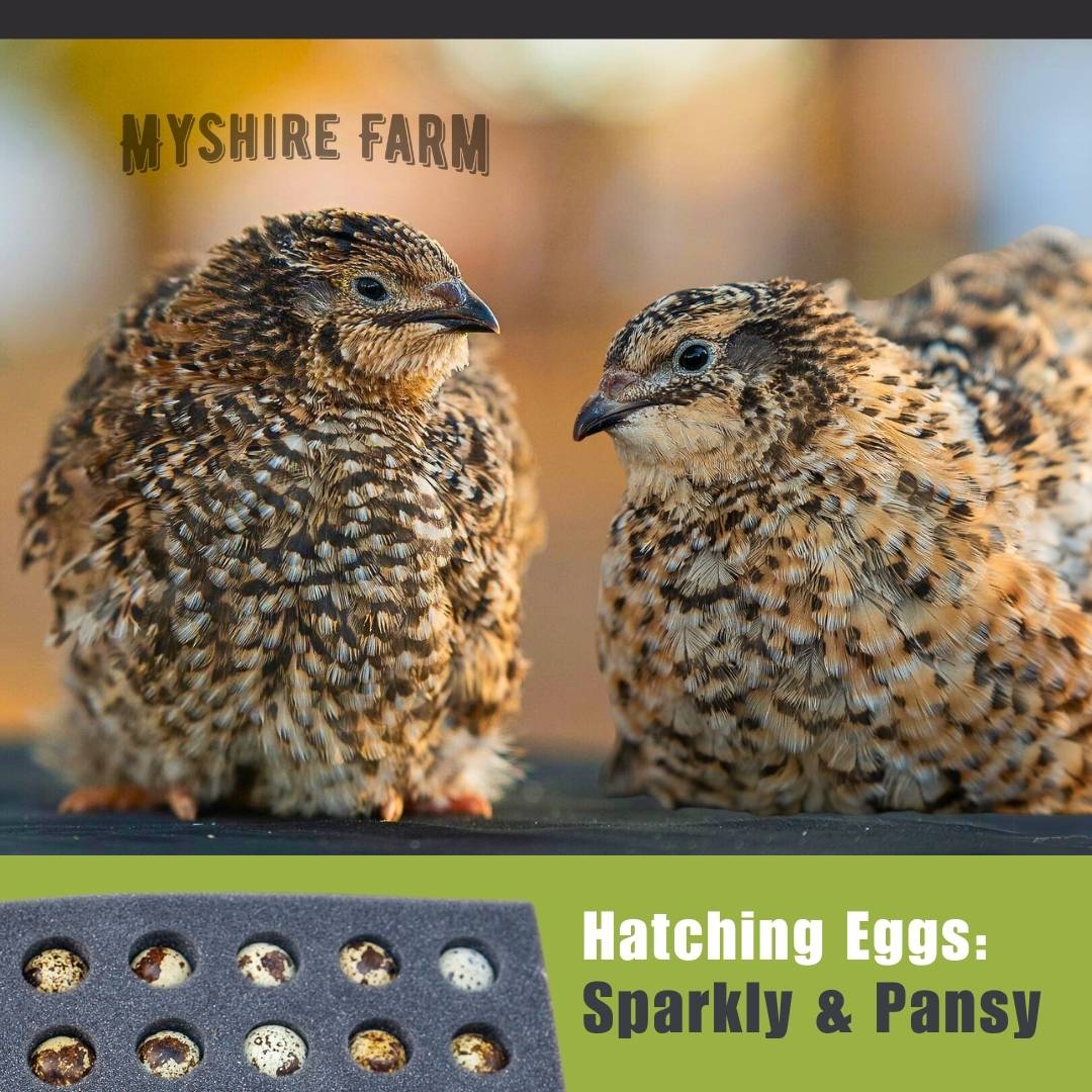 https://myshirefarm.com/wp-content/uploads/2020/08/myshire-farm-coturnix-quail-hatching-eggs-sparkly-pansy-.jpg