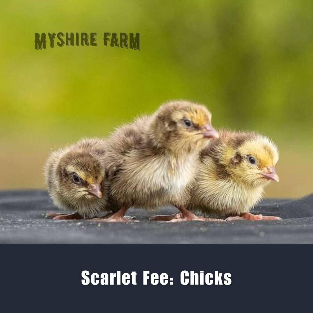 Myshire Farm Coturnix Quail Scarlet Fee Adult 8551sf 2 Myshire Farm